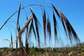 Red brome, Bromus rubens