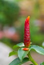 Flower of Red Button ginger, also called Scarlet Spiral Flag, Re