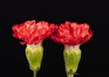 Flower of red carnation Dianthus caryophyllus isolated on black background. Royalty Free Stock Photo