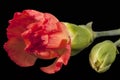 Flower of red carnation Dianthus caryophyllus isolated on black background Royalty Free Stock Photo