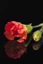 Flower of red carnation Dianthus caryophyllus isolated on black background Royalty Free Stock Photo