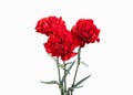 Flower. Red carnations bouquet isolated on white background Royalty Free Stock Photo