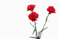 Flower. Red Carnations Bouquet Isolated On White Background