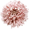 Flower  red  chrysanthemum . Flower isolated on a white background. No shadows with clipping path. Close-up. Royalty Free Stock Photo