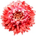 Flower red chrysanthemum . Flower isolated on a white background. No shadows with clipping path. Close-up. Royalty Free Stock Photo