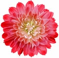 Flower red chrysanthemum . Flower isolated on a white background. No shadows with clipping path. Close-up. Nature Royalty Free Stock Photo