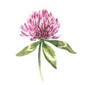 Flower of red clover with leaves. Watercolor botanical illustration isolated on white background. Happy Saint Patricks Royalty Free Stock Photo