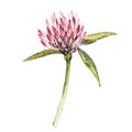 Flower of red clover with leaves. Watercolor botanical illustration isolated on white background. Happy Saint Patricks Royalty Free Stock Photo