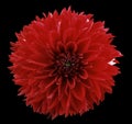 Flower red dahlia. Black isolated background with clipping path. Closeup. no shadows. For design. Royalty Free Stock Photo