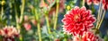 Flower red Dahlia macro, space for text. Royalty Free Stock Photo