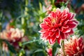 Flower red Dahlia macro, space for text. Stylish, tinted floral Royalty Free Stock Photo