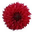 Flower red dahlia. White isolated background with clipping path. Closeup. no shadows. For design. Royalty Free Stock Photo