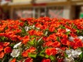 flower with red flowers with four leaves and green leaves