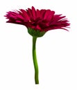 Flower red gerbera isolated on white background Royalty Free Stock Photo