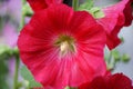 Flower of a red Hollyhock or Mallow. Royalty Free Stock Photo