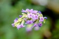 Flower of red holy Basil