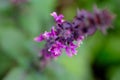 Flower of red holy Basil