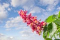 Flower of red horse-chestnut against the sky with clouds