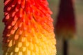 Flower of Red hot pocker or Kniphofia