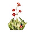 Flower red insect ladybug grass green watercolor