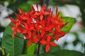 Flower Red Ixora, Red flower spike, Rubiaceae flower, Ixora coccinea Royalty Free Stock Photo