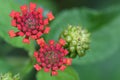 Flower red lantana camara