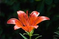 Flower red lilies