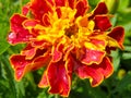 the flower is a red marigold with a yellow border