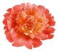 Flower  red  peony.   Flower isolated on a white background. No shadows with clipping path. Close-up. Royalty Free Stock Photo