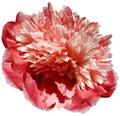 flower red peony isolated on a white background. No shadows with clipping path. Close-up. Royalty Free Stock Photo