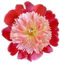 Flower red  peony  isolated on a white background. No shadows with clipping path. Close-up. Royalty Free Stock Photo