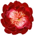 flower red peony isolated on a white background. No shadows with clipping path. Close-up. Royalty Free Stock Photo