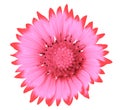 Flower red pink gaillardia isolated on a white background. Royalty Free Stock Photo