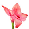 Flower red pink gladiolus isolated on white background. Flower bud close up. Royalty Free Stock Photo