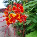 Flower red plant yellow green outdoor street sky leaf