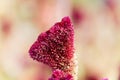Red plumed cockscomb Celosia argentea var. cristata Royalty Free Stock Photo