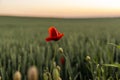 Flower Red poppie blossom on wild field. Red poppie in soft light. Meadow of wheat and poppy. Nature composition. Royalty Free Stock Photo