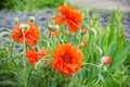 Flower red poppy blooming in the garden. Peony poppy. Decorative poppy. Beautiful red poppy flower Royalty Free Stock Photo