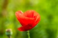 Flower Red Poppy On Green Background On Sunny Day Close-up Royalty Free Stock Photo