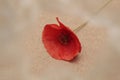 Red poppy - decorative plant attracts the eye