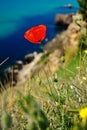 Flower of Crimea, Russia Royalty Free Stock Photo