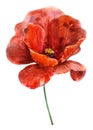 Flower red poppy. Watercolor hand drawn illustration. Object isolated on white background. Element for cards, holidays, weddings Royalty Free Stock Photo