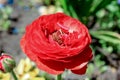 Flower of a red ranunculus close-up with buds Royalty Free Stock Photo