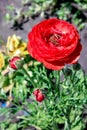 Flower of a red ranunculus close-up with buds Royalty Free Stock Photo