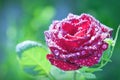 Flower red rose with dew drops Royalty Free Stock Photo