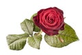 Flower of red rose isolated