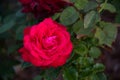 Flower red rose after the rain Royalty Free Stock Photo