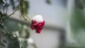 Flower red rose under the snow with drops of water.Snow melts on a rose flower Royalty Free Stock Photo