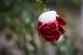 Flower red rose under the snow with drops of water.  Snow melts on a rose flower Royalty Free Stock Photo