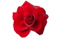 Flower Of A Red Rose On White Background